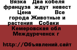  Вязка ! Два кобеля француза ,ждут  невест.. › Цена ­ 11 000 - Все города Животные и растения » Собаки   . Кемеровская обл.,Междуреченск г.